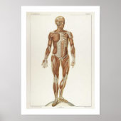 Anatomie Anterieur Poster (Voorkant)