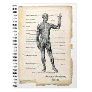 Anatomie Anterior Notitieboek