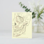 Anatomie Anterolateraal gebied van de schedel Briefkaart (Staand voorkant)