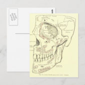 Anatomie Anterolateraal gebied van de schedel Briefkaart (Voorkant / Achterkant)