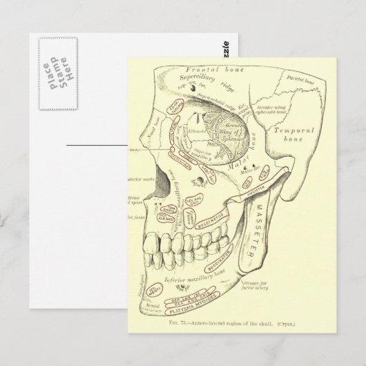 Anatomie Anterolateraal gebied van de schedel Briefkaart (Voorkant / Achterkant)