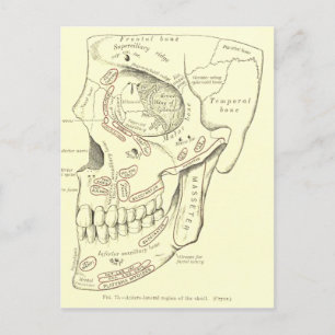 Anatomie Anterolateraal gebied van de schedel Briefkaart