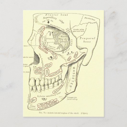 Anatomie Anterolateraal gebied van de schedel Briefkaart (Voorkant)