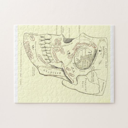  Anatomie Anterolateraal gebied van de schedel Legpuzzel (Horizontaal)