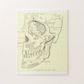  Anatomie Anterolateraal gebied van de schedel Legpuzzel (Verticaal)