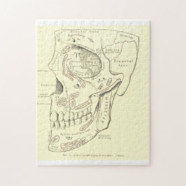 Anatomie Anterolateraal gebied van de schedel Legpuzzel