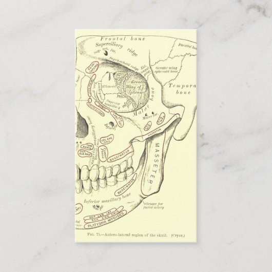  Anatomie Anterolateraal gebied van de schedel Visitekaartje (Voorkant)