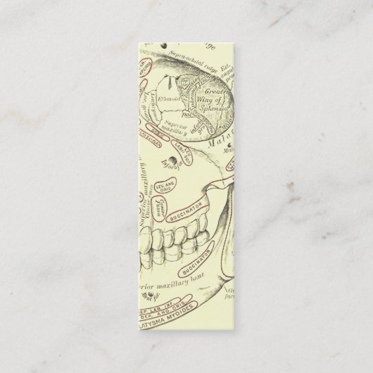 Anatomie Anterolaterale schedel Mini Visitekaartje (Voorkant)