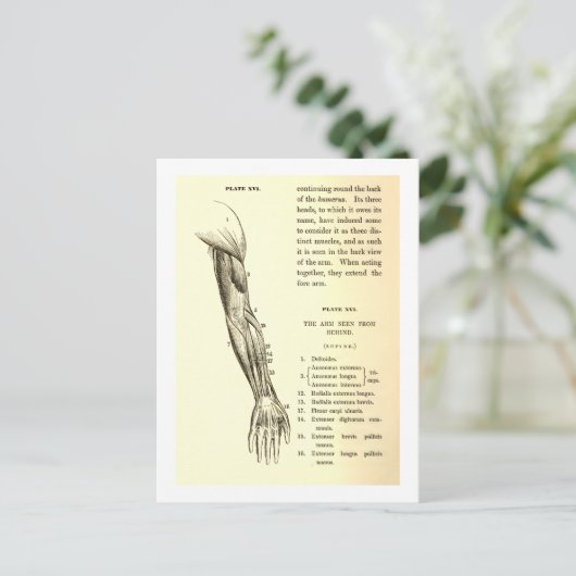  anatomie | Armossen (circa 1852) Briefkaart (Staand voorkant)