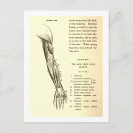  anatomie | Armossen (circa 1852) Briefkaart