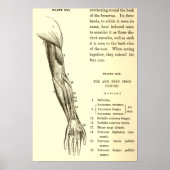  anatomie | Armossen (circa 1852) Poster (Voorkant)