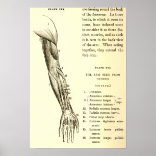 anatomie   Armossen (circa 1852) Poster