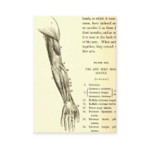  anatomie | Armossen (circa 1852)