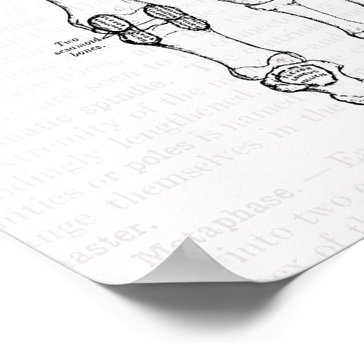 anatomie Art Botten van de voet Poster (Hoek)