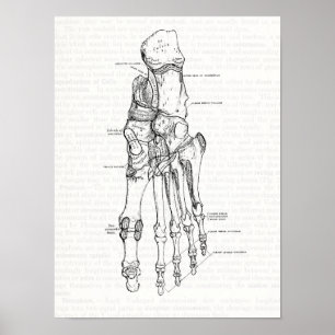 anatomie Art Botten van de voet Poster