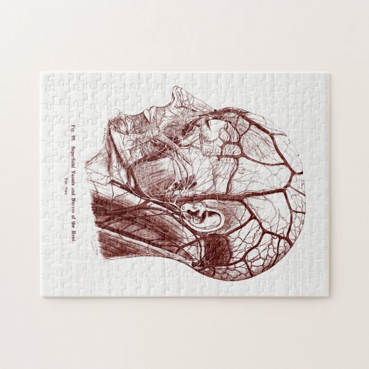  anatomie Art Nerves van het menselijk hoofd Legpuzzel (Horizontaal)