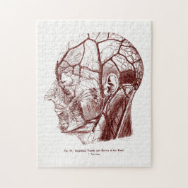  anatomie Art Nerves van het menselijk hoofd Legpuzzel