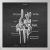 Anatomie Art nr. 5 Knee Joint Poster (Voorkant)