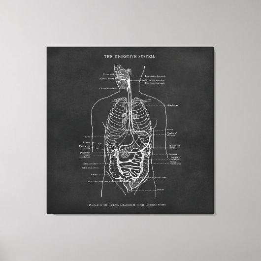 Anatomie Art Spijsverteringsstelsel Doctor Kantoor Canvas Afdruk (Voorkant)