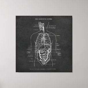 Anatomie Art Spijsverteringsstelsel Doctor Kantoor Canvas Afdruk