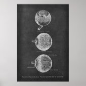 Anatomie-arteriën van de chromosoïde en de iris poster (Voorkant)