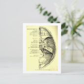  anatomie | Basis van de schedel Binnenzijde Briefkaart (Staand voorkant)