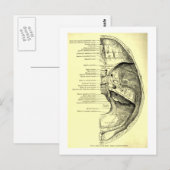  anatomie | Basis van de schedel Binnenzijde Briefkaart (Voorkant / Achterkant)