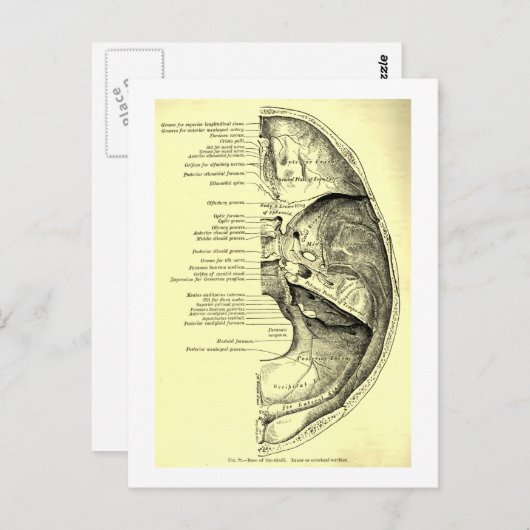 anatomie | Basis van de schedel Binnenzijde Briefkaart (Voorkant / Achterkant)