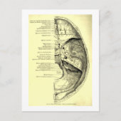  anatomie | Basis van de schedel Binnenzijde Briefkaart (Voorkant)