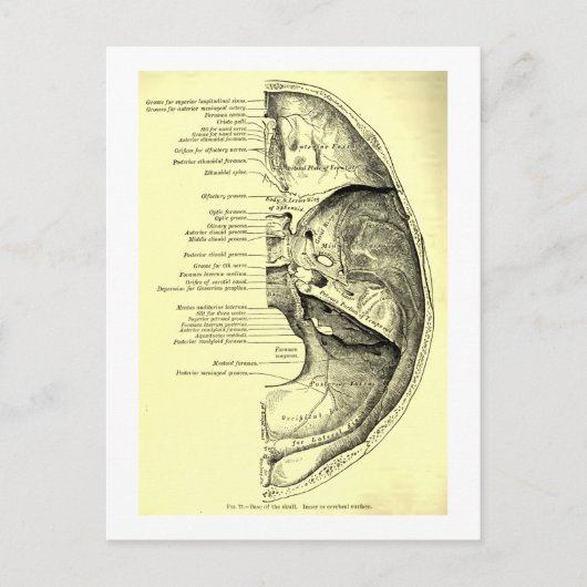 anatomie | Basis van de schedel Binnenzijde Briefkaart (Voorkant)