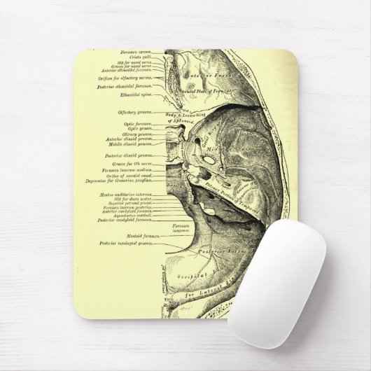  anatomie | Basis van de schedel Binnenzijde Muismat (Met muis)