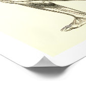 anatomie | Beenspieren II Poster (Hoek)