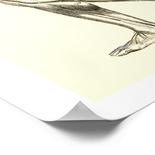  anatomie | Beenspieren II Poster (Hoek)