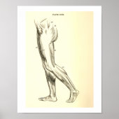  anatomie | Beenspieren II Poster (Voorkant)