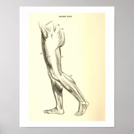 anatomie | Beenspieren II Poster