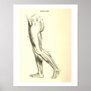  anatomie   Beenspieren II Poster