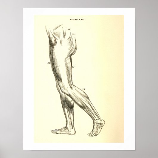 anatomie | Beenspieren II Poster (Voorkant)