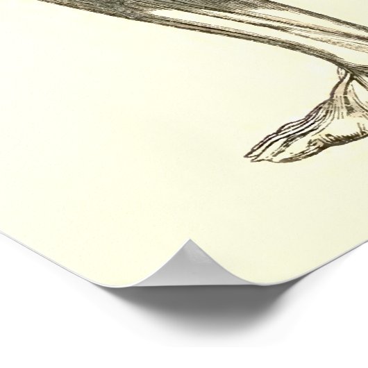  anatomie | Beenspieren II Poster (Hoek)