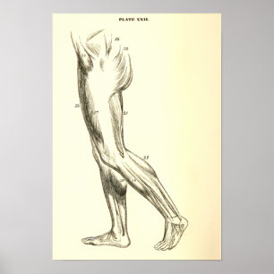  anatomie   Beenspieren II Poster