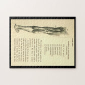 anatomie | Beenspieren Legpuzzel (Horizontaal)