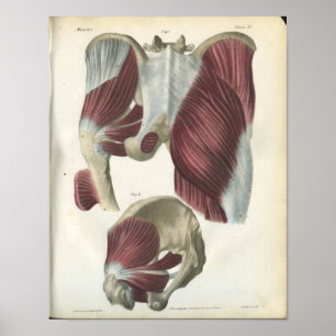 Anatomie Beklede en heupspieren Afdrukken Poster