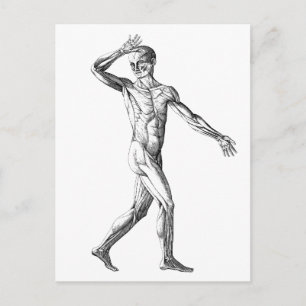 anatomie bij de mens, mannelijke lichaampjes briefkaart