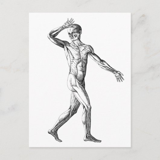  anatomie bij de mens, mannelijke lichaampjes briefkaart (Voorkant)