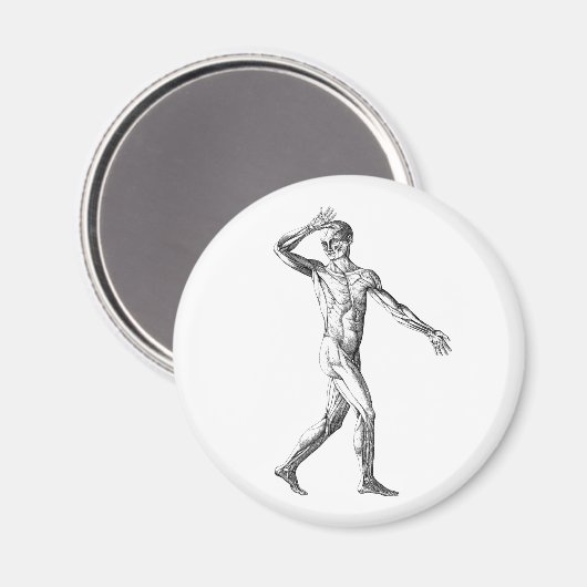  anatomie bij de mens, mannelijke lichaampjes magneet (Voorkant / Achterkant)