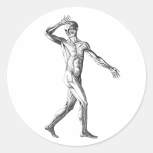 anatomie bij de mens, mannelijke lichaampjes ronde sticker