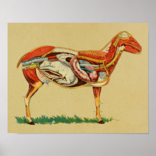 Anatomie bij schapen van 1905 met  lampafdruk poster