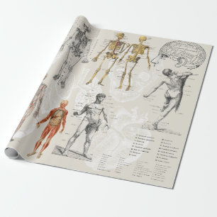 anatomie biologie illustraties cadeaupapier