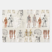 anatomie biologie illustraties inpakpapier vel (Voorkant 3)