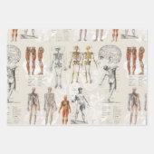 anatomie biologie illustraties inpakpapier vel (Voorkant 2)