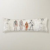 anatomie biologie illustraties lichaamskussen (Voorkant)